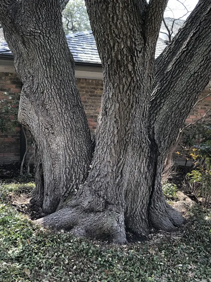 Mature heritage tree close to a Rogers property cared for by certified arborists